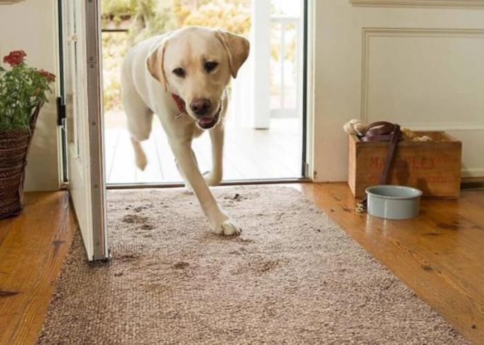 Dịch vụ giặt thảm ở Bình Dương - Giặt sạch, Diệt Khuẩn 1 Thảm thường xuyên tiếp xúc với bụi bẩn, long thú, chứa nhiều vi khuẩn