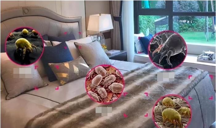 Mạt bụi – những vi sinh vật siêu nhỏ dễ chui vào da người