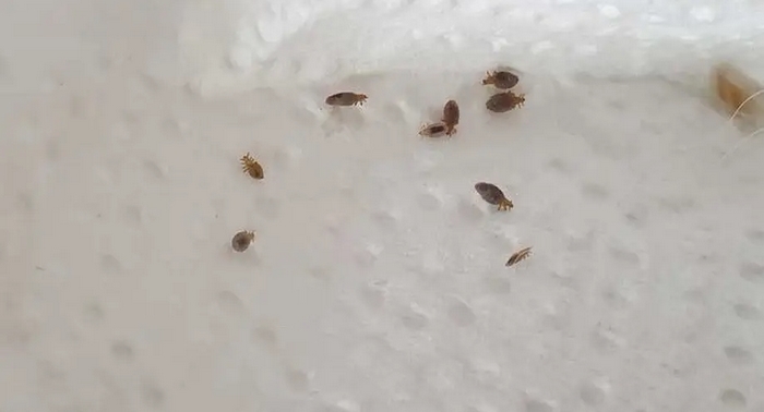 Rệp giường là một trong những nguyên nhân khiến bạn nằm nệm bị ngứa