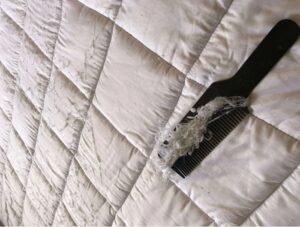 nệm bị xù lông